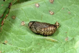 Lycaena: Small Copper BUTTERFLY - pupa