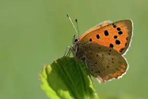 Copper: Small Copper (Lycaena phlaeas)