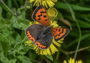 Hexapods: Small copper, Lycaena phlaeas, butterfly feeding