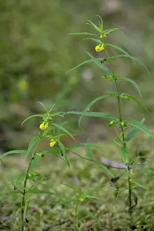 Sylvaticum: Small cow-wheat