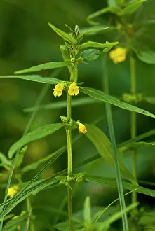 Sylvaticum: Small Cow-wheat
