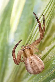 Unique: A small crab spider (Thomisidae) waiting for a p
