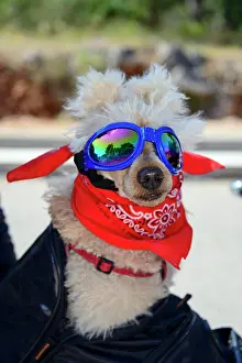 Scarf: Small dog with sunglasses and scarf on motorbike