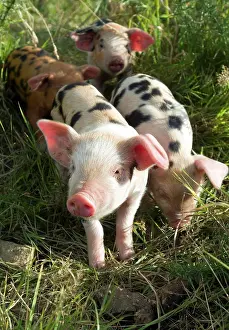 Small Domestic piglets (Sus scrofa domestica) in