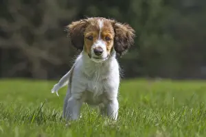 Child: Small Dutch Waterfowl Dog, puppy Kooikerhondje