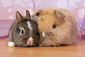 Curtains: Two small dwarf rabbits under a curtain