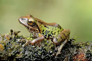 Eliya: Small-eared shrub frog