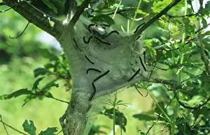 Webbing: Small eggar moth caterpillars
