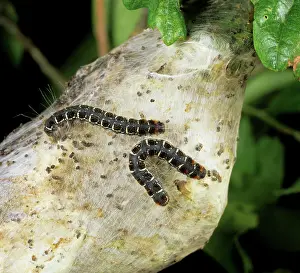 Larvae: Small eggar moth caterpillars