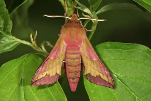 Porcellus: Small elephant hawk-moth (Deilephila porcellus)