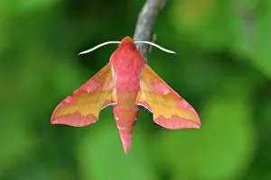 Porcellus: Small elephant hawk-moth (Deilephila porcellus)