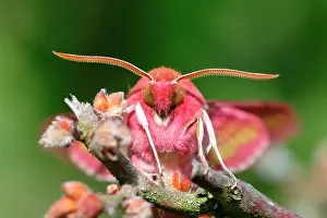 Porcellus: Small elephant hawk-moth (Deilephila porcellus)
