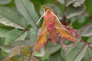 Hawkmoth: Small Elephant Hawkmoth. resting among leaves