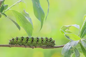 Pavonia: Small Emperor Moth