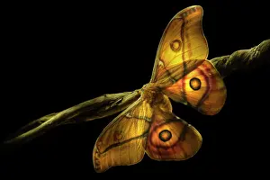 Pavonia: Small Emperor Moth