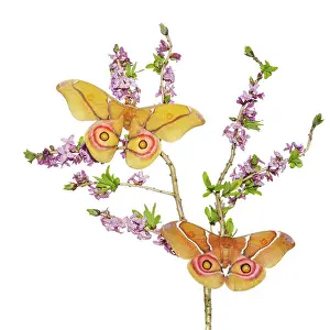 Pavonia: Small Emperor Moth