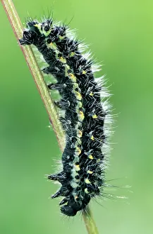 Pavonia: Small Emperor Moth Caterpillar