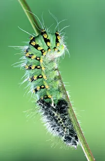 Pavonia: Small Emperor Moth - caterpillar shedding its skin
