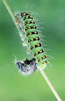 Pavonia: Small Emperor Moth - caterpillar shedding its skin