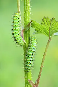 Pavonia: Small emperor moth (Saturnia pavonia), two caterpillars