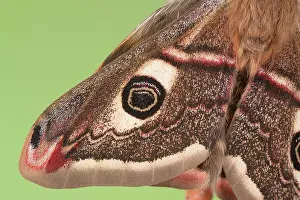 Emperor: Small emperor moth (Saturnia pavonia), detail of
