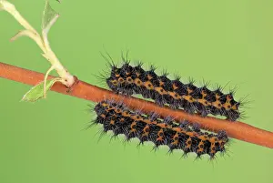 Moulting: Small emperor moth (Saturnia pavonia), caterpill