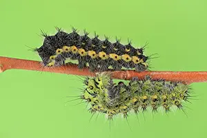 Larva: Small emperor moth (Saturnia pavonia), caterpill