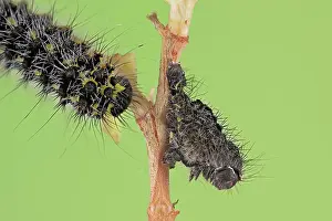 Larva: Small emperor moth (Saturnia pavonia), caterpill