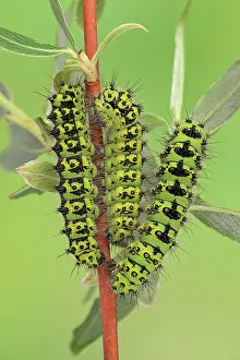 Larva: Small emperor moth (Saturnia pavonia), caterpill