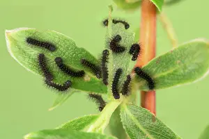 Larva: Small emperor moth (Saturnia pavonia), caterpill