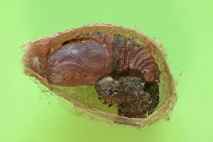 Larva: Small emperor moth (Saturnia pavonia), cocoon cu