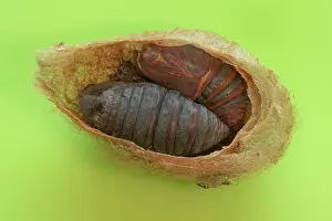 Larva: Small emperor moth (Saturnia pavonia), cocoon cu