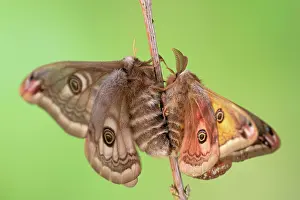 Mate: Small emperor moth (Saturnia pavonia), copulatio