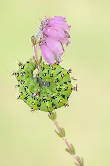 Pavonia: Small Emperor Moth (Saturnia pavonia) on Cross-