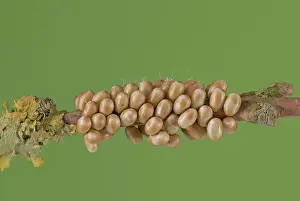 Emperor: Small emperor moth (Saturnia pavonia), egg clutc