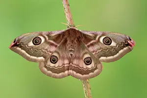 Emperor: Small emperor moth (Saturnia pavonia), female fr