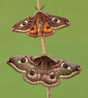 Emperor: Small emperor moth (Saturnia pavonia), male and