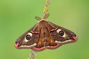 Emperor: Small emperor moth (Saturnia pavonia), male from