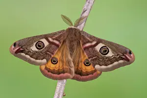 Emperor: Small emperor moth (Saturnia pavonia), male from