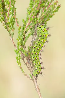 Plan: Small Emperor Moth (Saturnia pavonia) on a plan