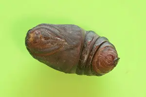 Larva: Small emperor moth (Saturnia pavonia), pupa from