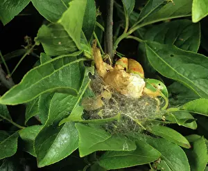 Larvae: Small ermine moth caterpillar