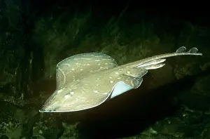 Rays: Small-eyed / Painted Ray