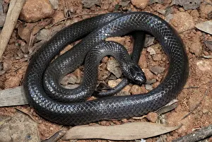 Nigrescens: Small-eyed Snake