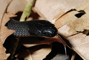 Atherton: Small-eyed Snake