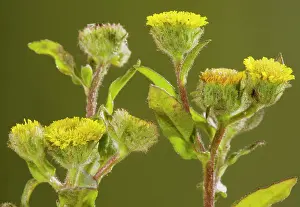 Fleabanes: Small fleabane - very rare plant of grazed grassland