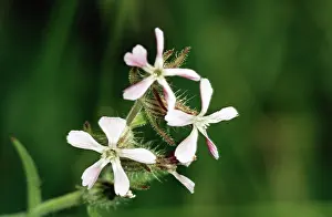 Silene: Small-flowered CATCHFLY - Windmill Pink