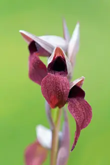 Parviflora: Small Flowered Tongue Orchid