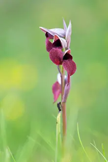 Parviflora: Small Flowered Tongue Orchid