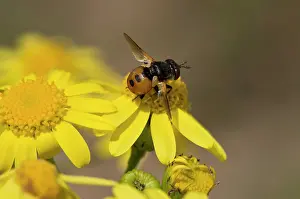 Tachinid: Small fly, Gymnosoma nudifrons, in yellow flower